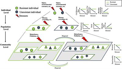 Toward a Universal Theoretical Framework to Understand Robustness and Resilience: From Cells to Systems